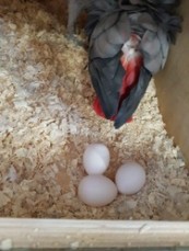 Fertile parrots eggs, parrot babies and 