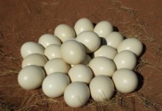 Parrots and parrot eggs for sale.