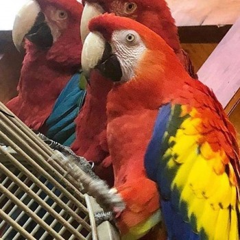 Super Tamed DNA Scarlet Macaw Parrots