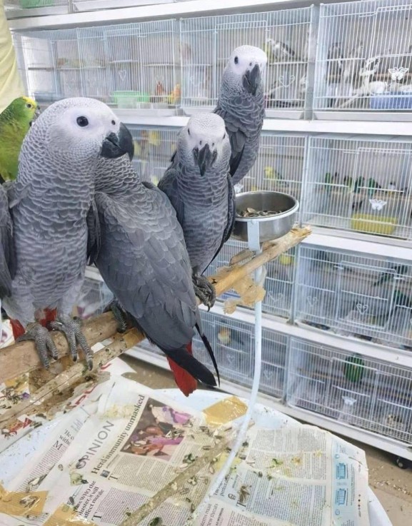 African grey parrots available now