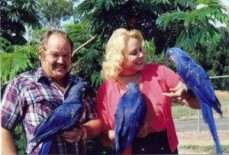 Hyacinth Macaw Parrots