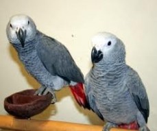 Lovely African Grey Parrots for sale