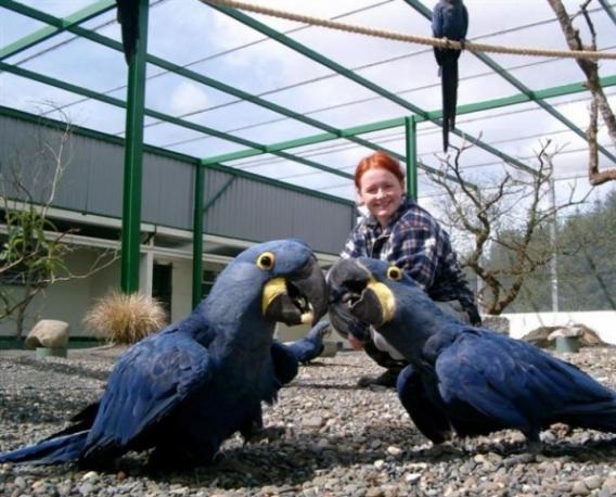 Hyacinth Macaw parrots for re homing.