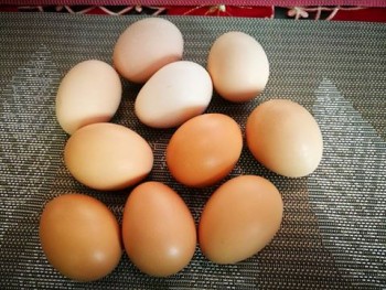 Healthy Parrots,Ostrich and fertile eggs