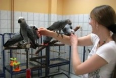 African Grey parrots available now.