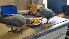 African Grey parrots available now.