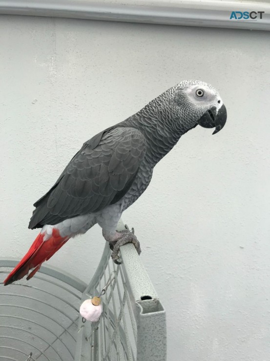 Female African Grey Parrot for Sale