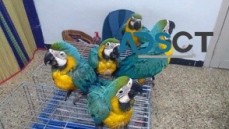 Blue and Gold Macaw parrots for sale.