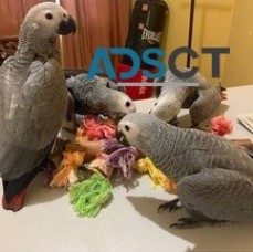 AFRICAN GREY PARROTS FOR SALE.  