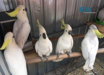 Umbrella Cockatoo Parrots for sale