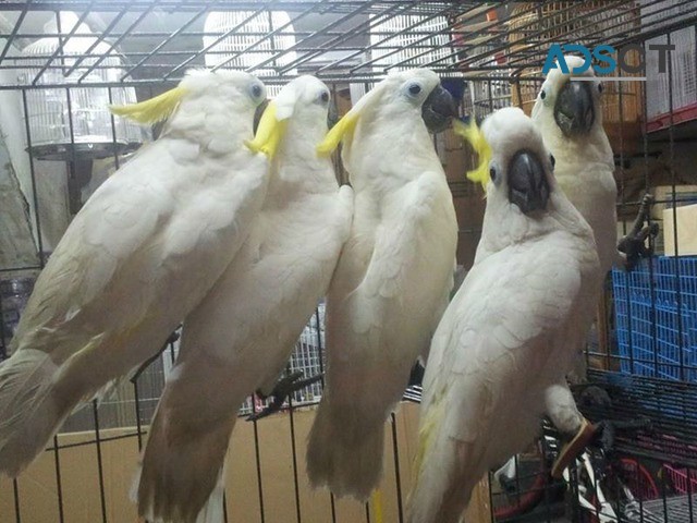 Cockatoo parrots for sale