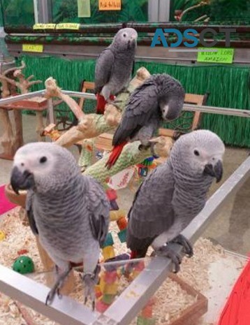  African Gray parrots available now