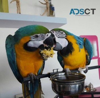 Blue And Gold Macaw parrots for sale.