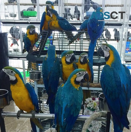 Blue and Gold Macaw parrots ready now