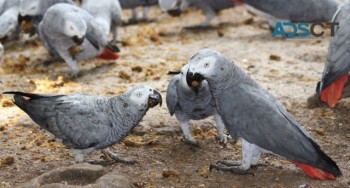 African grey parrots for rehoming