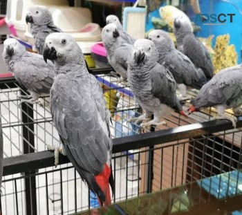 cute talking African grey parrots