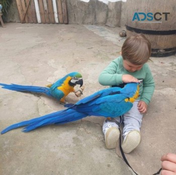 Blue and Gold Macaw Parrot 