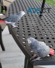 Top quality African grey parrot.