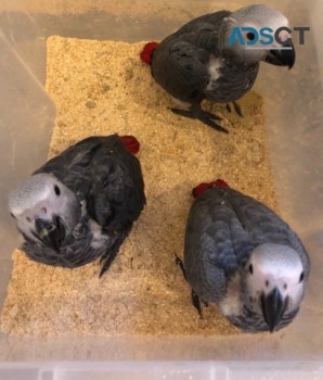 Lovely African Grey Parrots for sale