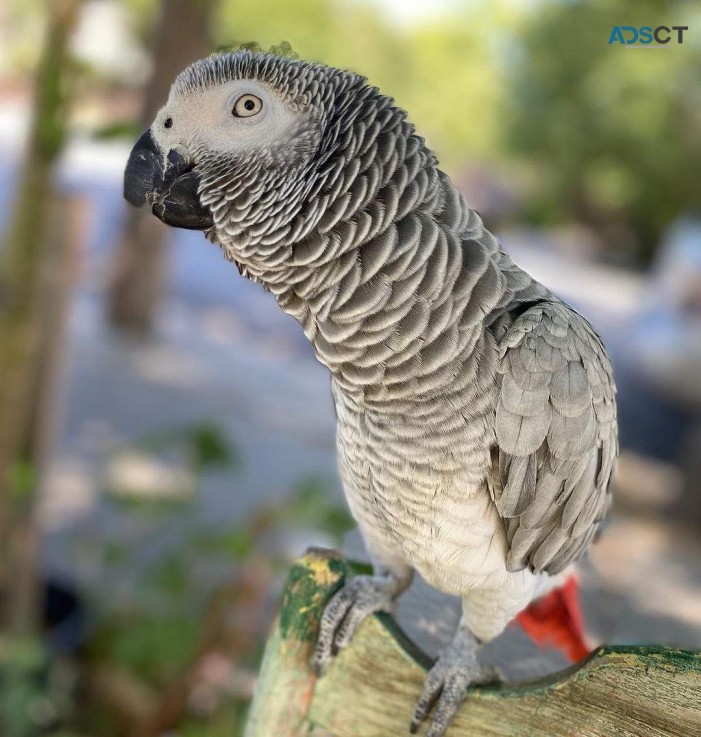 African Grey Parrots Available