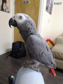 African Grey parrots