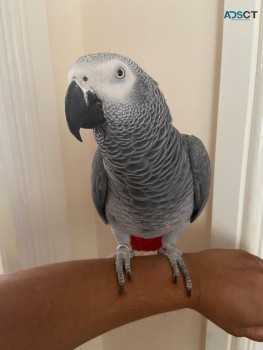 African Grey parrots