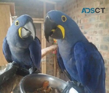 Hyacinth macaw parrots for sale.