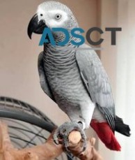 Hand-reared African Grey Parrots