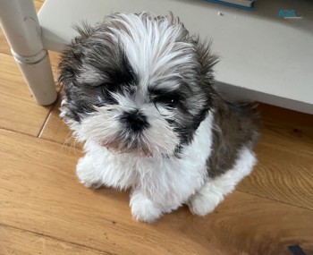 Shih Tzu Puppy For Sale