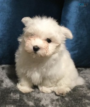 Teacup Maltese puppies