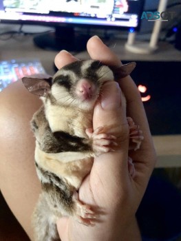 Sugar Gliders 