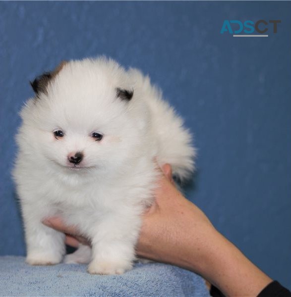 Nice two pure Pomeranian puppies