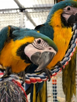 TAMED BLUE AND GOLD MACAW PARROTS 