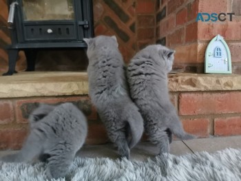 British short hair kittens