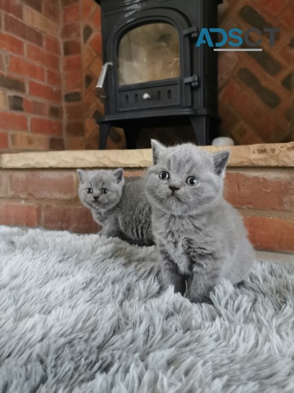 British short hair kittens