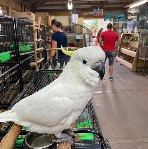 umbrella cockatoo parrots