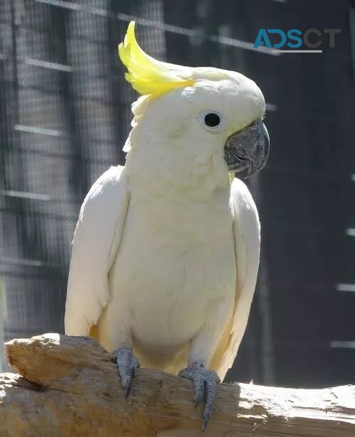 umbrella cockatoo parrots