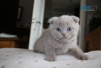 Pure Scottish Fold Kittens