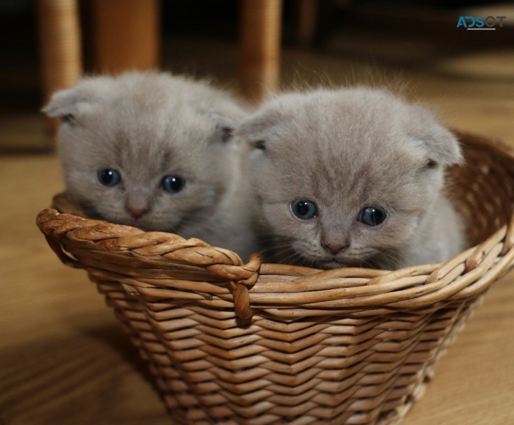 Pure Scottish Fold Kittens