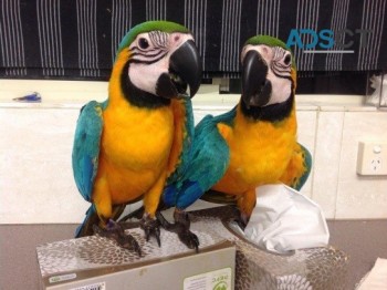 Friendly Blue and Gold Macaw Parrots