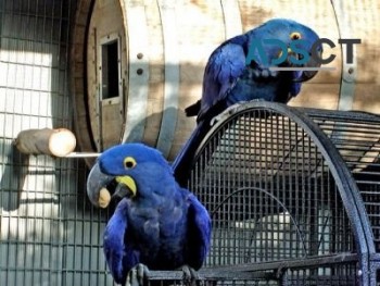 Hyacinth Macaw Babies