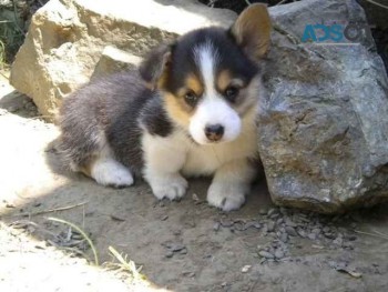 Pembroke welsh corgi pups