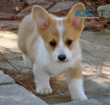 Pembroke welsh corgi pups