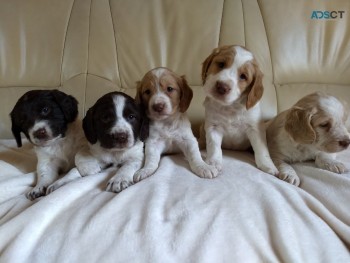 Cocker Spaniel Puppies