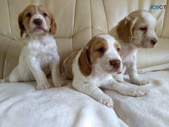 Cocker Spaniel Puppies