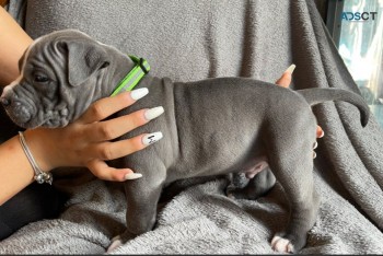 Blue American Bully    Puppies