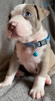 Blue American Bully    Puppies