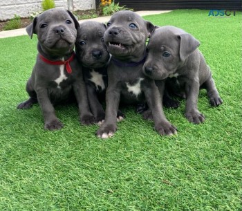  Charming  Stafford Bull Terrier   Puppi