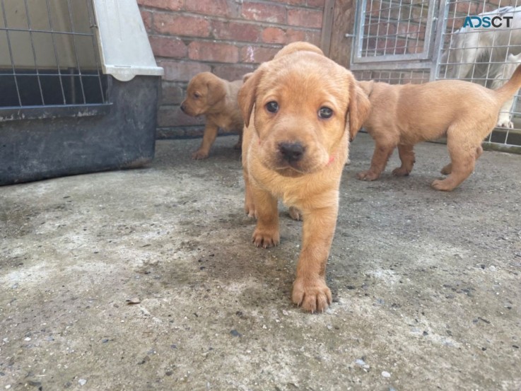 Cute Labrador Retriever  puppies 