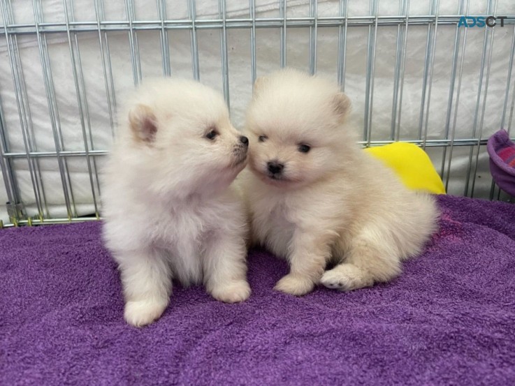 2 Pomeranian Puppies for Adoption